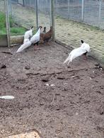 Diverse soorten fazanten, Meerdere dieren, Overige soorten