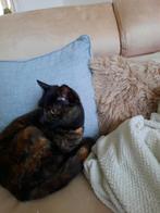 Boerderij kat, Poes, Gechipt, 0 tot 2 jaar