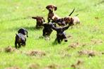 teckel pups, zoeken een liefdevol baasje ️️️❤️, Standaard, 8 tot 15 weken, Korthaar, Meerdere
