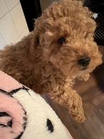 Toy poedel pup, November, Mannelijk