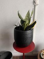 sanseveria met een drietal sierpotten (aardewerk), Huis en Inrichting, Ophalen, Vetplant, In pot, Minder dan 100 cm