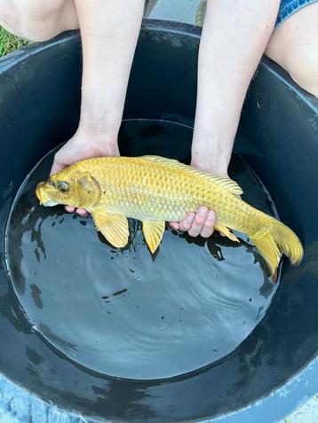 Mooie Yamabuki Ogon Koi Karper 45cm beschikbaar voor biedingen