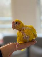Super tamme baby kakariki’s., Dieren en Toebehoren, Mannelijk, Parkiet, Geringd