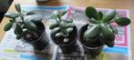 #D49 Crassula Ovata - Jadeplant - Stekjes met binnenpotje, Huis en Inrichting, Kamerplanten, Minder dan 100 cm, Halfschaduw, Ophalen