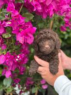 Laatste maltipoo pup teefje, Dieren en Toebehoren, Honden | Chihuahua's en Gezelschapshonden, Overige rassen, CDV (hondenziekte)