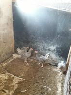 Krielhanen, Dieren en Toebehoren, Pluimvee, Mannelijk, Kip
