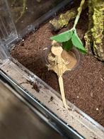 Winpergekko baby, Dieren en Toebehoren, Reptielen en Amfibieën, Amfibie, 0 tot 2 jaar