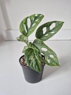 Monstera Adansonii Mint, Huis en Inrichting, Kamerplanten, Ophalen, Overige soorten, Minder dan 100 cm