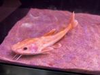 Platinum redtail catfish., Dieren en Toebehoren, Vissen | Aquariumvissen, Vis