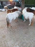 Wegens beeindiging Hobby te koop, Merrie, Recreatiepony