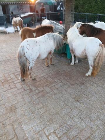 Wegens beeindiging Hobby te koop beschikbaar voor biedingen