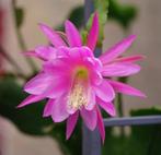 epiphyllum cactus figaro  gewortelde stekken, Minder dan 100 cm, Bloeiende kamerplant, Halfschaduw, Ophalen of Verzenden