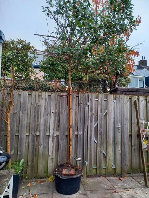 2 x Leiboom, Portugese Leilaurier 180 cm hoog, Tuin en Terras, Planten | Bomen, Leiboom, 100 tot 250 cm, Halfschaduw, In pot, Ophalen