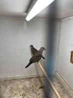 Musduifjes, Dieren en Toebehoren, Vogels | Overige Vogels, Meerdere dieren, Geringd