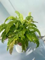 Adianthum Bronze Venus P12 - Venushaar, Overige soorten, In pot, Minder dan 100 cm, Groene kamerplant