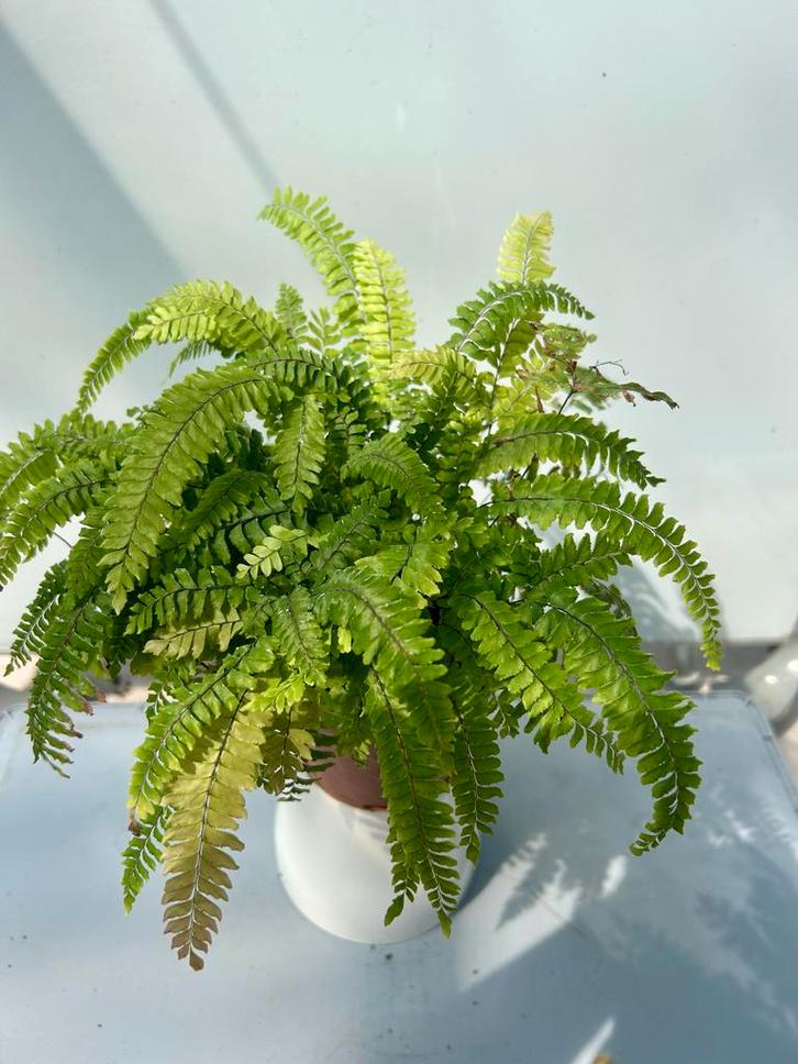Adianthum Bronze Venus P12 - Venushaar, Huis en Inrichting, Kamerplanten, Overige soorten, Minder dan 100 cm, Groene kamerplant