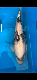 Shiro Usturi koi NND, Dieren en Toebehoren, Vissen | Vijvervissen, Karper of Koi
