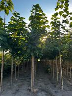 Catalpa bignioides, Ophalen of Verzenden, Zomer, Volle zon, Overige soorten