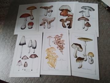 Paddenstoelen Gauches InterPharm beschikbaar voor biedingen