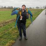 Blauwgele Ara Freeflight getraind, Dieren en Toebehoren, Vogels | Parkieten en Papegaaien, Mannelijk, Papegaai