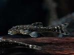 parotocinclus haroldoi, Vis