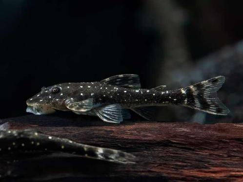 parotocinclus haroldoi, Dieren en Toebehoren, Vissen | Aquariumvissen, Vis