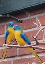Twee koppels Wildkleur Turquosine parkieten, Dieren en Toebehoren, Vogels | Parkieten en Papegaaien, Meerdere dieren, Parkiet