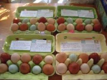 Kippen die GROENE Eieren leggen........ beschikbaar voor biedingen