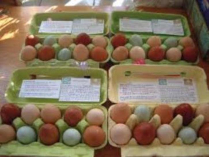 Kippen die GROENE Eieren leggen........, Dieren en Toebehoren, Pluimvee, Kip, Vrouwelijk