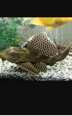 Gezocht algeneters pleco., Dieren en Toebehoren, Vissen | Aquariumvissen, Vis