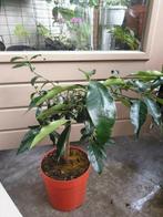 Citroen kumquat boompje, voor tuin en moestuin boompje, Tuin en Terras, Planten | Fruitbomen, Minder dan 100 cm, Volle zon, In pot