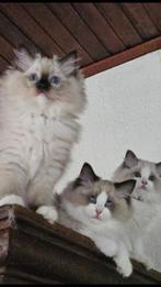 Prachtige Ragdoll kittens met stamboom 💞, Meerdere dieren, Gechipt, 0 tot 2 jaar