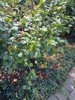 Camelia, Tuin en Terras, Planten | Struiken en Hagen, Ophalen, Overige soorten