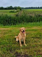 FCI Stamboom + volledig geteste; Dekreu Golden Retriever, Dieren en Toebehoren, Reu, CDV (hondenziekte), 1 tot 2 jaar, Eén hond