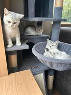 Britse korthaar kittens 100% raszuiver, Dieren en Toebehoren, Katten en Kittens | Raskatten | Korthaar, Meerdere dieren, Ontwormd
