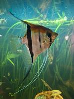 7 x manacapuru / red backs / Pterophyllum Scalare, Vis, Zoetwatervis