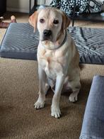 Mooie lieve labrador reu hij is van de kennel lobohoeve, Dieren en Toebehoren, 15 weken tot 1 jaar, Reu, Labrador retriever, Eén hond