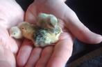 Chinese dwergkwartel kuikens, Meerdere dieren, Overige soorten