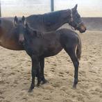 Merrieveulen van Real Dream, Dieren en Toebehoren, Merrie, Minder dan 160 cm, Niet van toepassing, Dressuurpaard