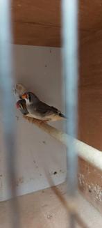 Zebravinken, Dieren en Toebehoren, Vogels | Overige Vogels, Meerdere dieren, Tropenvogel