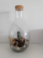 Cactus in grote Glazen Stolp - Terrarium - Microklimaat, Ophalen, Overige materialen, Rond, Zo goed als nieuw