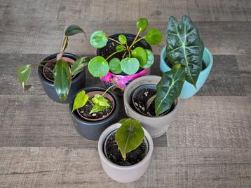 6 kleine stekjes, Alocasia's, Pilea en Philodendron beschikbaar voor biedingen