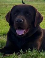 Labrador pups GROOT LABRADORS, Parvo, 8 tot 15 weken, Labrador retriever, Meerdere