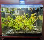 50 liter Aquarium te koop – compleet ingericht (45x35x35 cm), Ophalen, Zo goed als nieuw, Gevuld zoetwateraquarium