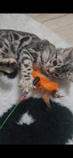 Bengaal kitten vrouwtje + stamboom zilverbengaal, Dieren en Toebehoren, Katten en Kittens | Raskatten | Korthaar, Poes, Gechipt