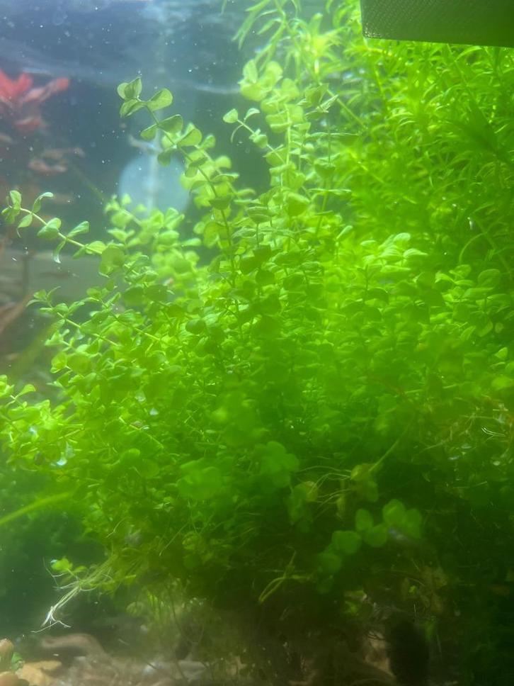 Micranthemum Monte Carlo -  compact bodembedekkend plantje, Dieren en Toebehoren, Vissen | Aquaria en Toebehoren, Nieuw, Plant(en), Steen of Hout