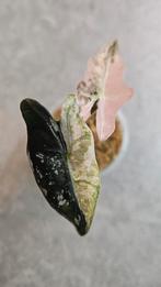 Alocasia Nobilis Pink Variegata, Huis en Inrichting, Kamerplanten, Ophalen of Verzenden, Halfschaduw, Minder dan 100 cm