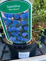 Caenotus blue mound en cascade, Tuin en Terras, Planten | Tuinplanten, Ophalen