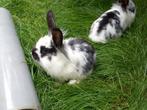 Diverse jonge konijnen te koop, Dieren en Toebehoren, Konijnen, Meerdere dieren