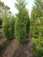 Coniferen Leylandii, Ophalen, Conifeer, Haag, 100 tot 250 cm